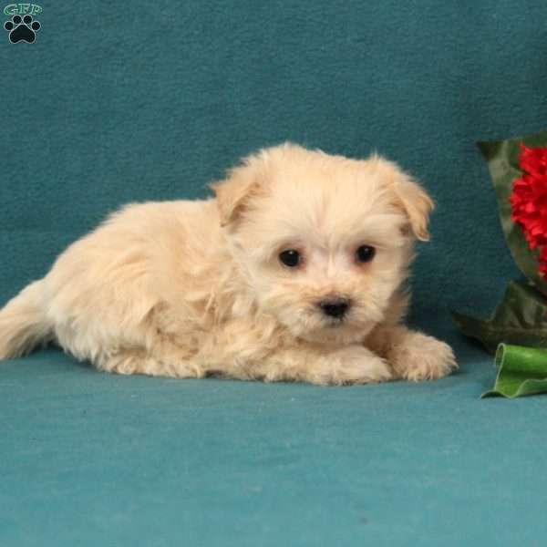 Galla, Maltipoo Puppy